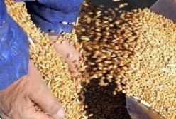 Украина вошла в топ-поставщиков агропродукции в ЕС