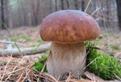 Назван самый полезный гриб: лечит сердце и защищает от онкологии