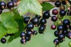 Медики назвали ягоду, которая уменьшает влияние радиации и снижает риск рака