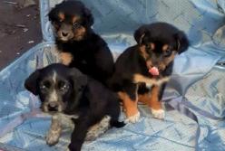 Под Киевом выбросили на мусорник щенков в чемодане (фото)