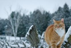 Прогноз погоды на 31 января: порывистый ветер и снег с дождем 