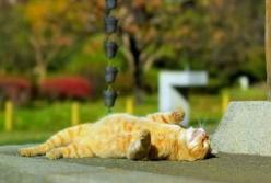 То дождь, то солнце: прогноз погоды в Украине на неделю