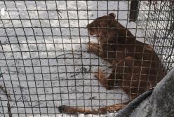 Росіяни вдарили по "Фельдман екопарку" під Харковом: загинула більшість птиці, поранені леви (відео)