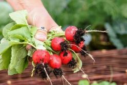 Медики названы неожиданные свойства редьки