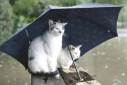 Прогноз погоды на 17 июля: будет умеренно тепло, но дождливо