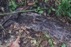 В Киеве обнаружили мертвого огромного питона