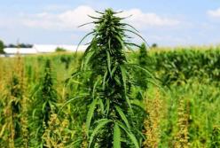 Як вирощують технічні коноплі в наш час