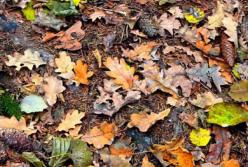 Эколог рассказал, почему нельзя жечь листья и траву (видео)