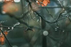 Какой будет погода в ноябре: прогноз синоптиков