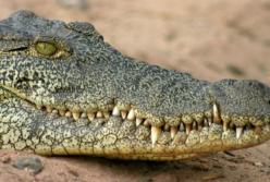 Ученые обнаружили предка крокодилов возрастом 230 млн лет