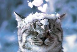 "Ударят морозы": народный синоптик дал прогноз на декабрь