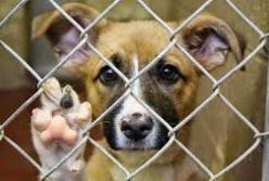 В Киеве хотят штрафовать за фото с животными