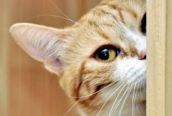 Ученые сообщили о неизвестных способностях кошек