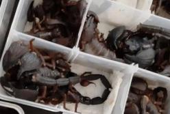 Китаец пытался пронести в самолет две сотни живых скорпионов (фото)