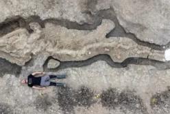 Ученые обнаружили полный скелет древнего ихтиозавра (фото)