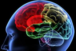 Ученые нашли связь между лицом и формой мозга человека