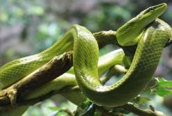 В Австралии обнаружили прыгающих змей 