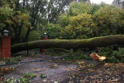 Под Харьковом рухнувшее дерево убило женщину