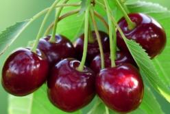 Комаровский рассказал, в каких случаях можно не мыть ягоды