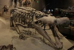 Швейцарские ученые обнаружили кости крокодила-гиганта