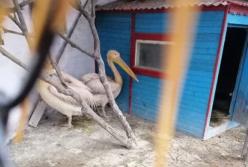 В глазах безнадежность: в зверинце под Харьковом обнаружили голодающих животных (фото)