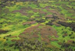 Арктика может снова стать цветущей и зеленой - ученые