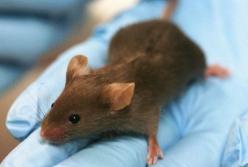 Японские ученые создадут гибридный эмбрион человека и мыши