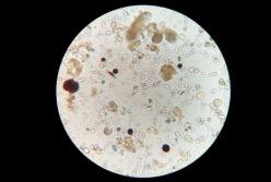 Ученые обнаружили микроорганизмы, которые старше самой Земли