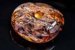 Ученые обнаружили в янтаре сперматозоиды возрастом 100 млн лет