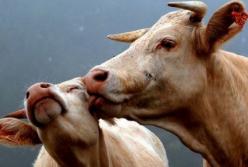 Мужчина попал в больницу из-за приема сексуального стимулятора для быков