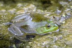 Озера стали смертельно опасными из-за климатических изменений