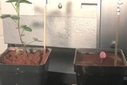 Ученые нашли способ повысить качество марсианского грунта