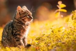 Осень в Украине: какой будет погода в последнее воскресенье сентября