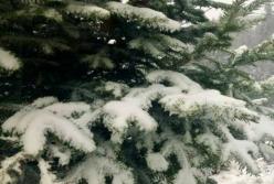 Настоящая зима: появились новые фото заваленной снегом Украины