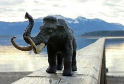 Ученые обнаружили останки взрослого мамонта в озере