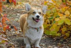 Прогноз погоды на 28 октября: в Украине – сухо и солнечно