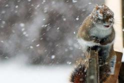 Прогноз погоды на 12 февраля: ветрено, местами дождь и снег