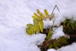 Погода в Украине на 4 декабря: солнце, мороз и местами дождь