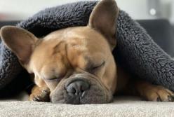 Ученые выяснили, видят ли животные сны