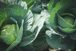 Медики назвали самые полезные продукты для женского здоровья