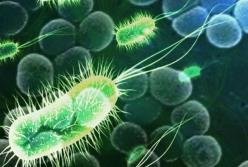 Обнаружены бактерии, которые питаются грязью и дышат электричеством 