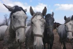 В Одессе женщина потеряла лошадей на дороге (видео)