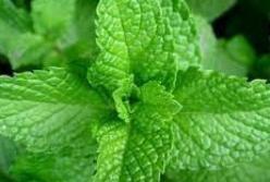 Названы полезные свойства мяты
