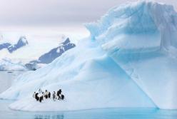 Ученые нашли во флоре и фауне Антарктики тяжелые металлы и пестициды