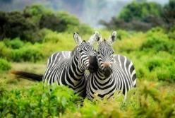 Ученые развенчали миф о полосах на шкуре зебры