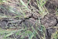 Украина потеряла 230 тысяч га посевов из-за засухи