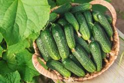 Эксперты рассказали, почему огурцы нужно есть каждый день
