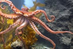 Ученые рассказали, как осьминоги воспитывают рыб