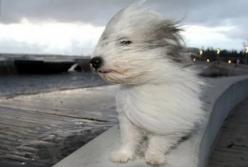 Синоптики предупреждают о сильном ветре на юге и востоке страны