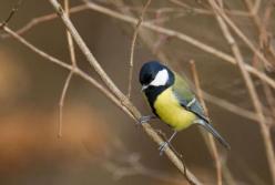 Прогноз погоды на 17 декабря: южный ветер и не по-зимнему тепло